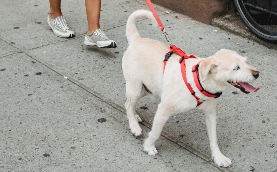 Does Costco Allow Dogs? A Quick Guide
