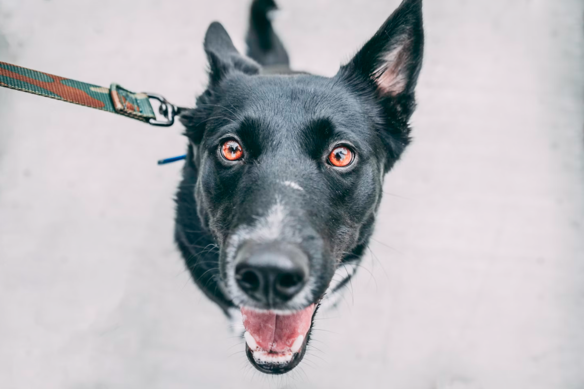 Can I Take My Dog Into Home Depot? A Quick Guide