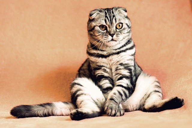 10 Best Emotional Support Cats Breeds