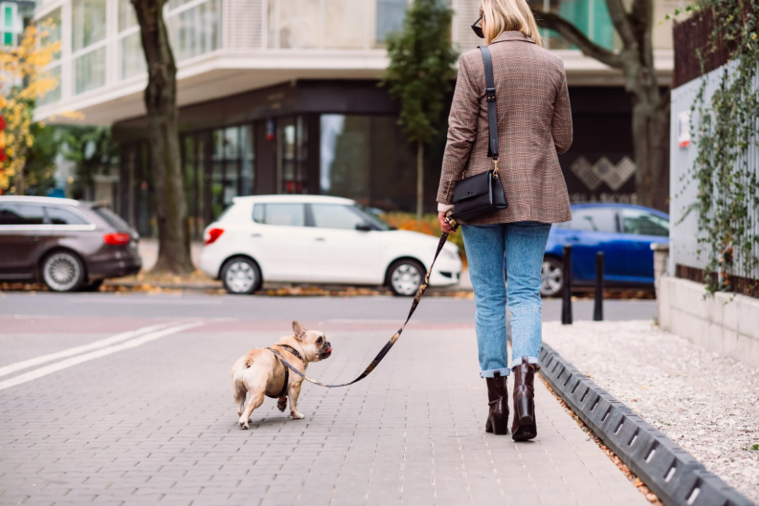 Can You Bring Your Dog to Walmart? A Quick Guide