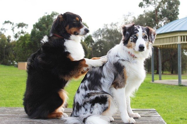 7 Most Unbelievable Facts About Therapy Dogs