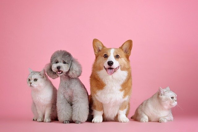 What Are Emotional Support Animals Allowed To Do?