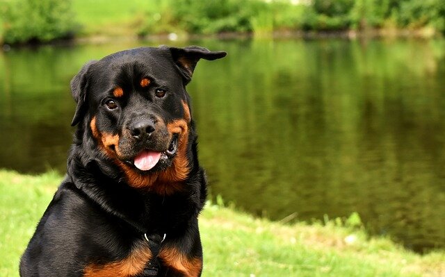 Do I Have To Tell My Landlord About My Emotional Support Animal?