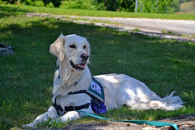 10 Best Therapy Dog Breeds For Autism
