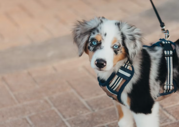 Are Dogs Allowed in Lowes? A Quick Guide