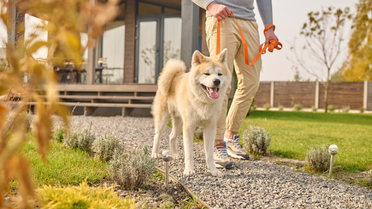 Emotional Support Animals And HOAs