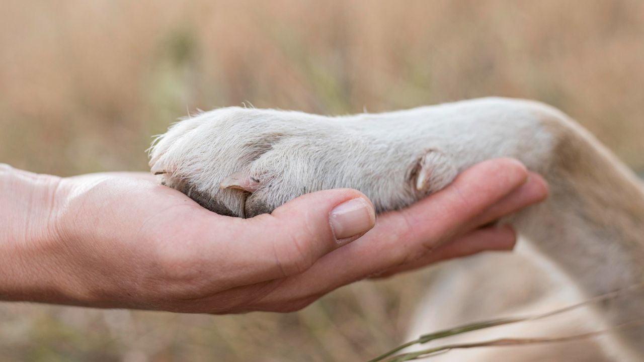 How To Handle The Death Of Your Emotional Support Animal