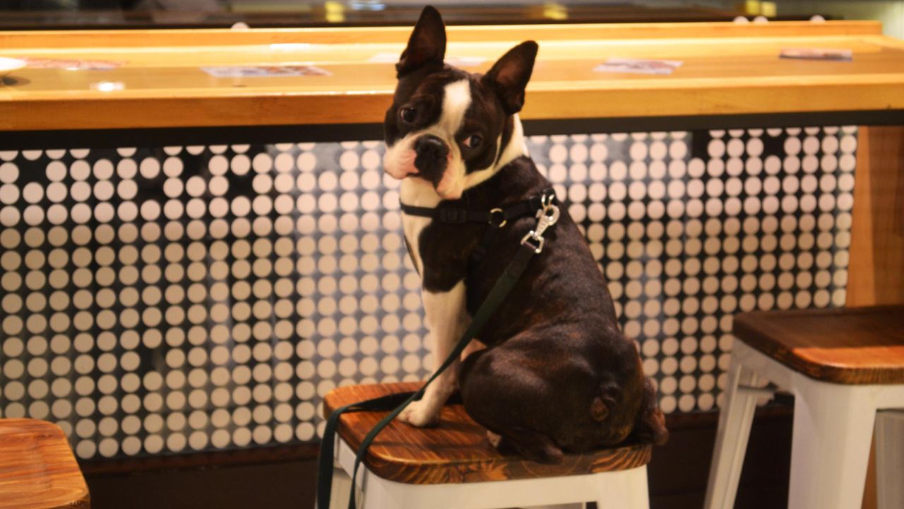 Are Emotional Support Dogs Allowed in Restaurants?