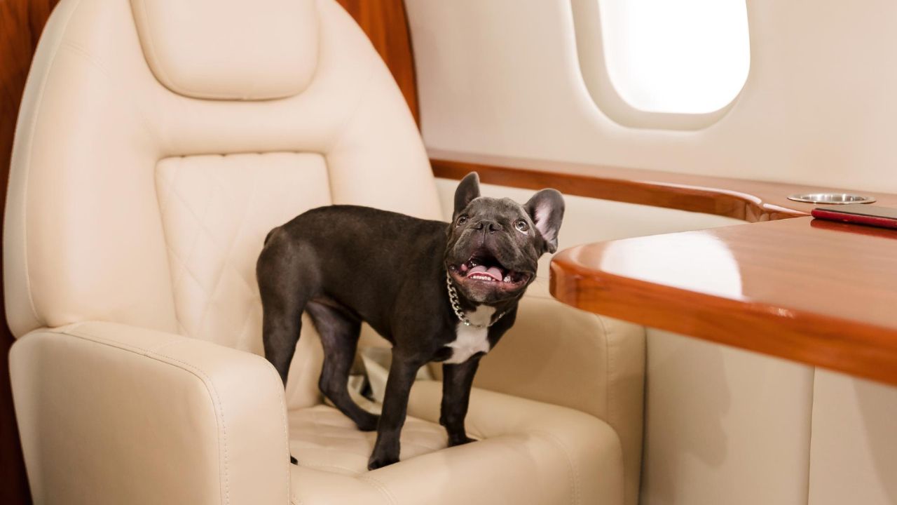 Do Emotional Support Animals Fly Free?