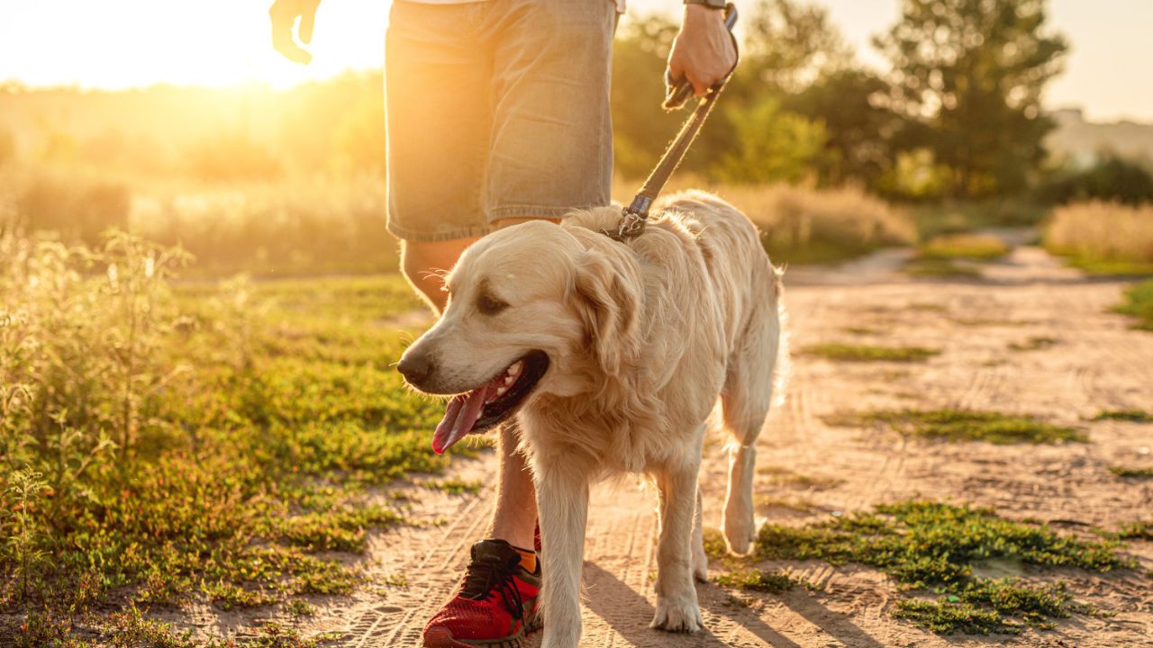 Can You Train Your Own Emotional Support Dog?