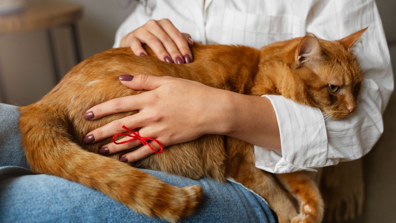 Can You Get An Emotional Support Dog For Free?