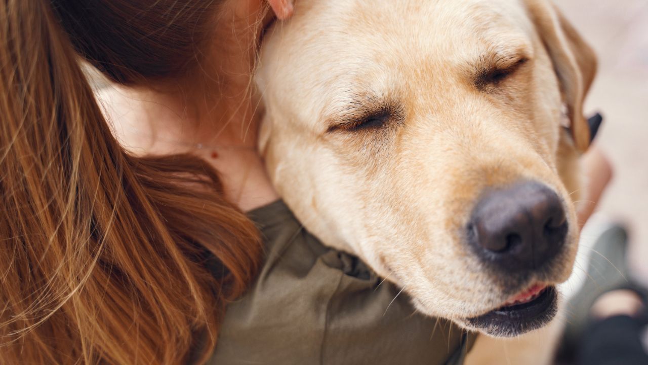 How Emotional Support Animals Help PTSD Sufferers