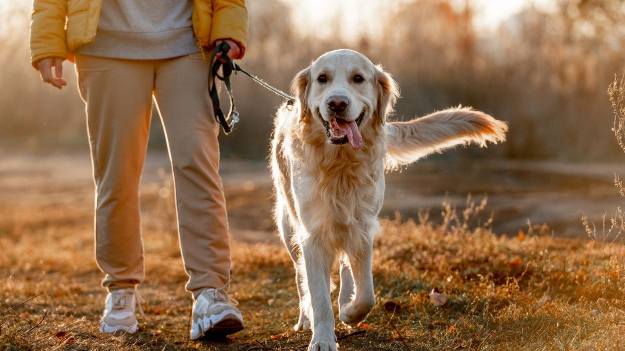 What Makes A Dog An Emotional Support Dog?