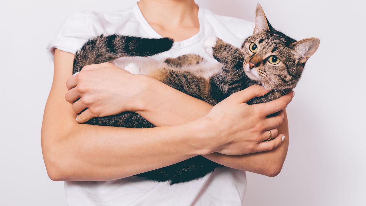 Understanding Montana ESA Laws and Rules: Essential Guidelines for Owners and Animals