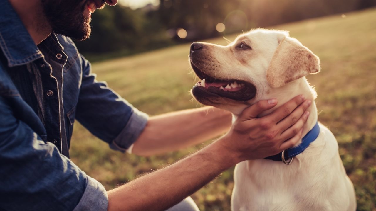 Rules and Regulations for Keeping an ESA in Louisville: A Guide for Owners